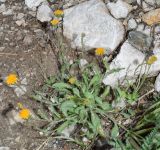 Erigeron cabulicus