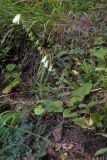 Campanula alliariifolia. Цветущее и плодоносящее растение. Республика Адыгея, Майкопский р-н, ок. 1 км севернее пос. Хамышки, южный склон горы Монах, выс. ок. 1000 м н.у.м., у обрыва. 21.08.2016.