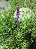 Aconitum leucostomum