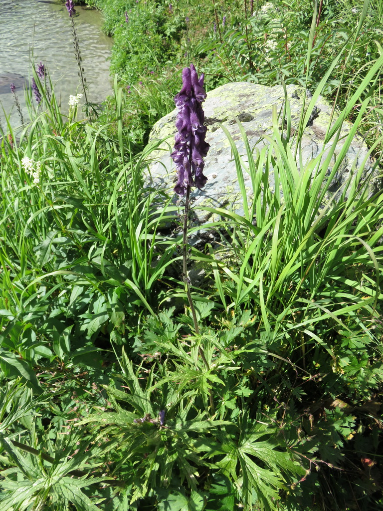 Изображение особи Aconitum leucostomum.