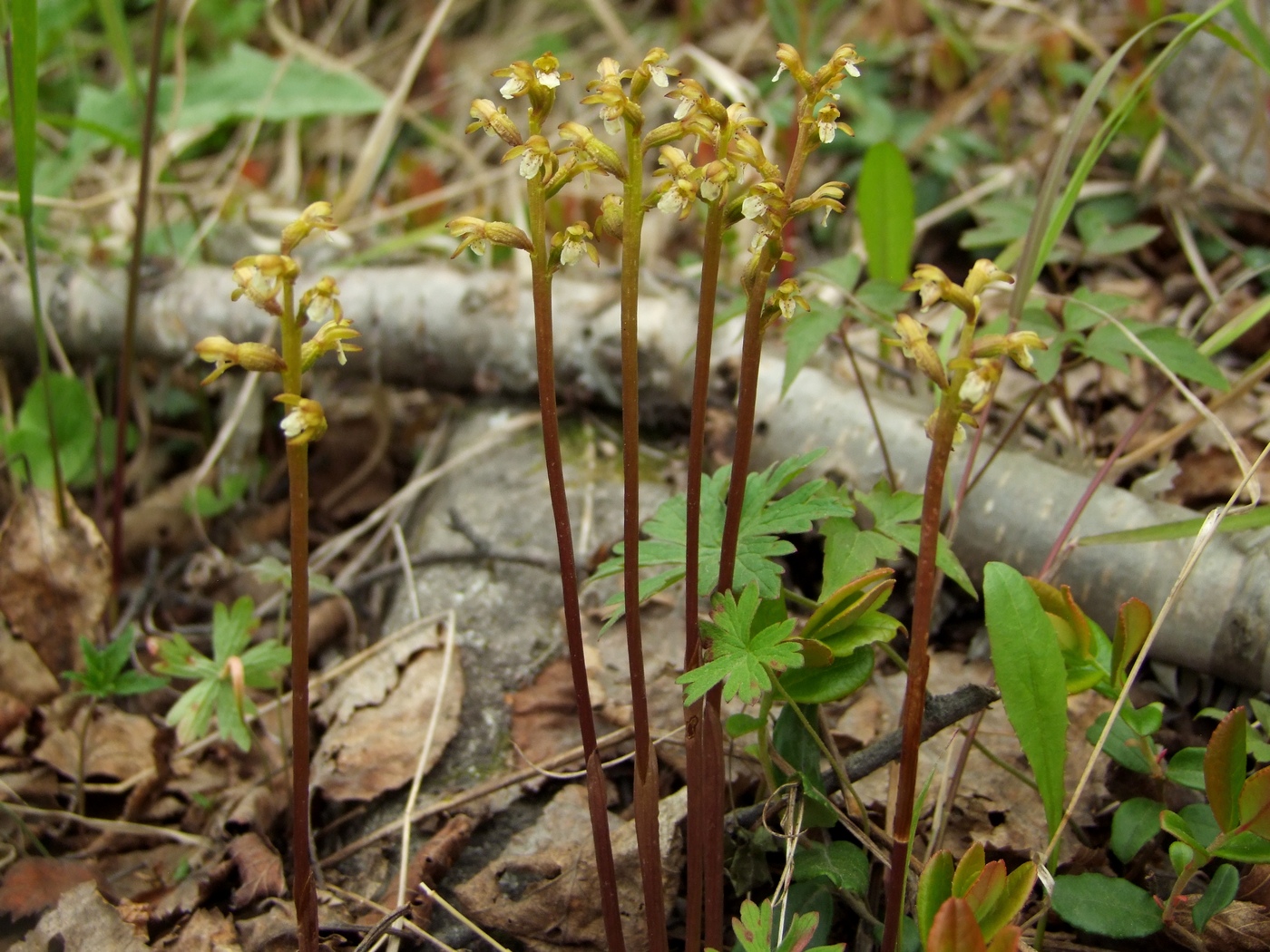 Изображение особи Corallorhiza trifida.