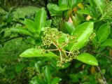 Viburnum odoratissimum var. awabuki