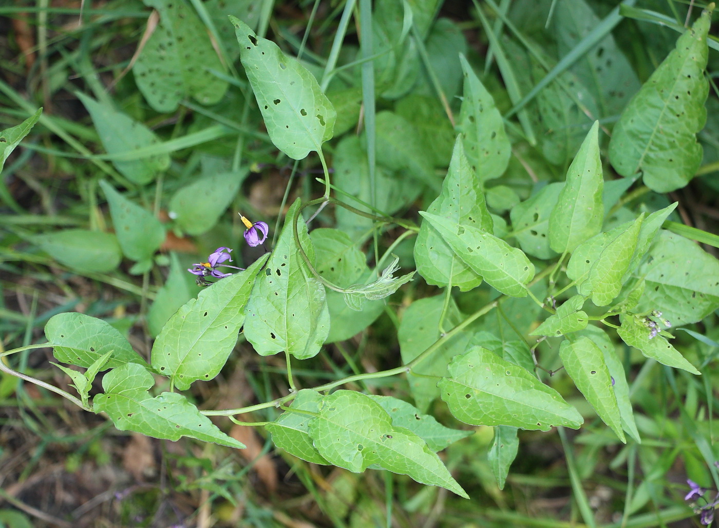 Изображение особи Solanum dulcamara.