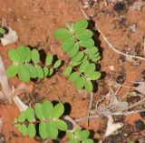 Euphorbia nutans. Вегетирующие растения. Израиль, Шарон, г. Тель-Авив, ботанический сад университета. 23.08.2017.