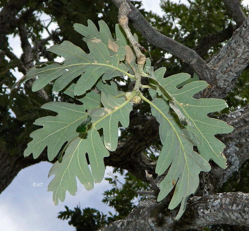 Изображение особи Quercus pyrenaica.