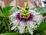 Passiflora edulis