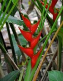 Heliconia stricta. Соцветие и черешки листьев. Малайзия, о-в Калимантан, г. Кучинг, в культуре. 12.05.2017.