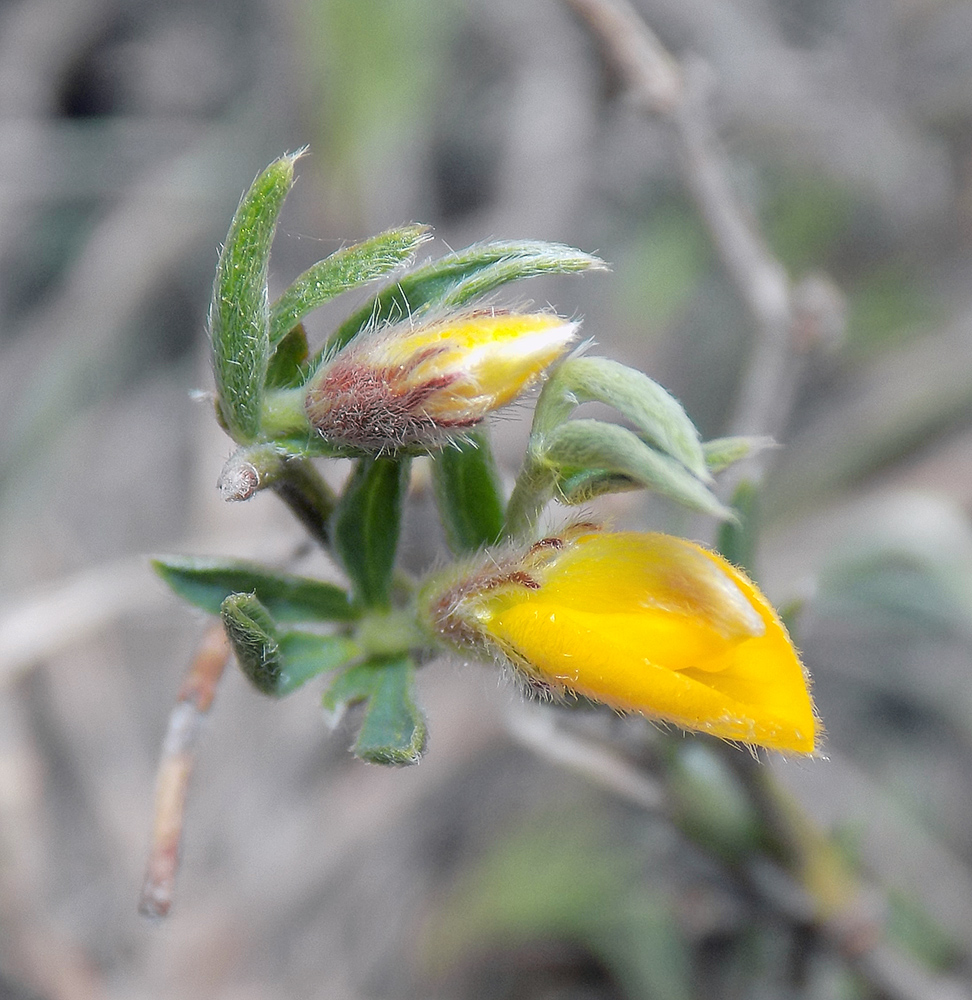 Изображение особи Genista scythica.