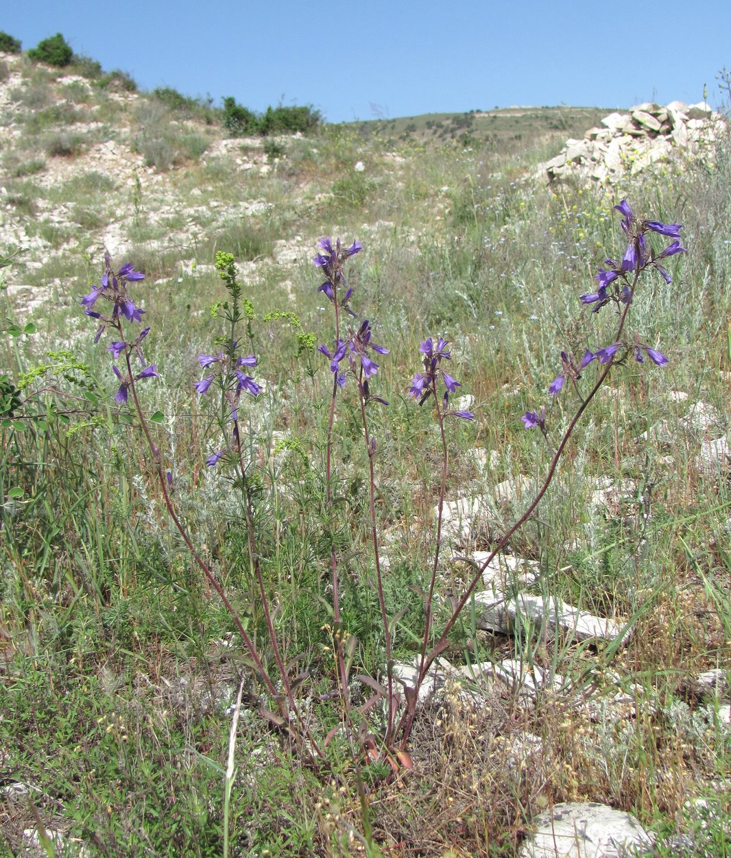 Изображение особи Campanula sibirica.