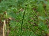 Equisetum pratense