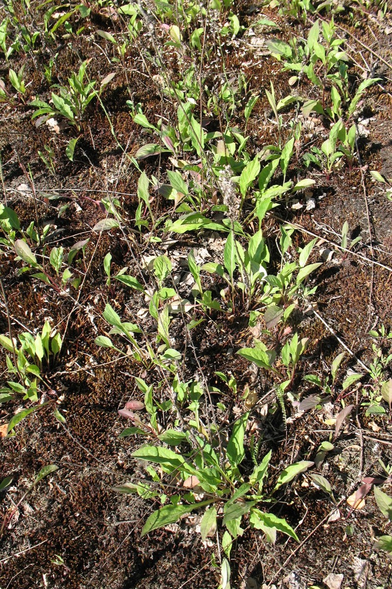 Изображение особи Solidago virgaurea.