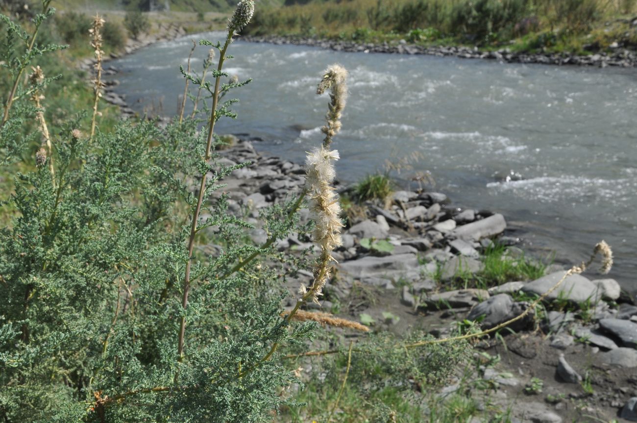 Изображение особи Myricaria bracteata.