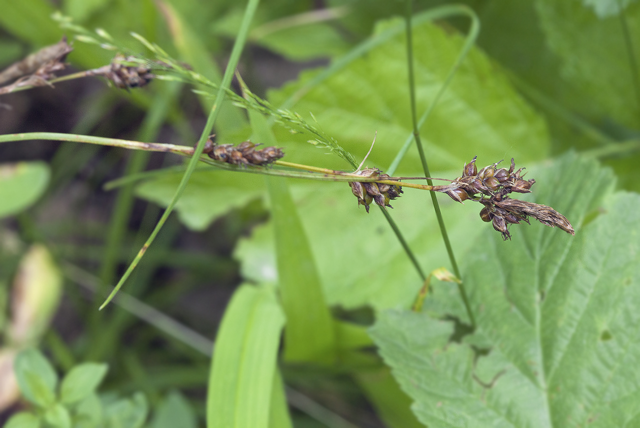 Изображение особи Carex turkestanica.