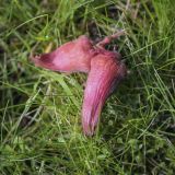 Corylus mandshurica