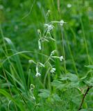 Silene nutans