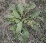 Cynoglossum officinale