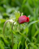 Anemone coronaria. Распускающийся бутон. Израиль, национальный парк \"Бейт Гуврин\", луг. 17.02.2020.