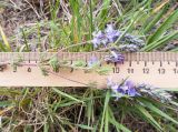 Veronica capsellicarpa. Веточка с соцветиями. Крым, городской округ Феодосия, окр. пос. Орджоникидзе, гора Батон, каменистая степь. 02.05.2021.