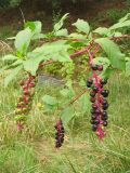 Phytolacca americana