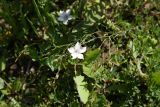 Linum tenuifolium. Верхушка цветущего растения. Республика Ингушетия, Джейрахский р-н, окр. ур. Таргим, правый берег р. Асса в 350 м от башен Таргим ниже по течению, луг. 21 июня 2022 г.