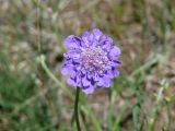 Scabiosa comosa. Соцветие. Иркутская обл., Усть-Ордынский р-н, окр. пгт Усть-Орда, холмистая степь, склон холма. 06.07.2022.