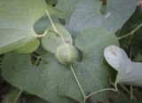 Aristolochia clematitis. Часть побега с незрелым плодом. Москва, ГБС, экспозиция растений природной флоры России. 15.09.2022.