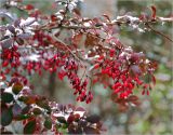 Berberis форма atropurpurea