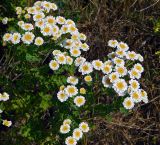 Pyrethrum parthenium