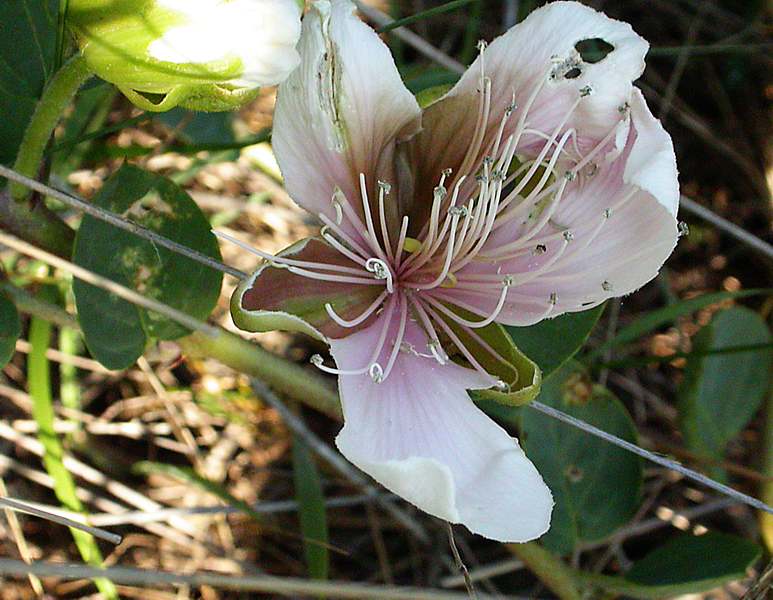 Изображение особи Capparis herbacea.