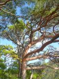 Pinus pityusa. Кроны взрослых деревьев. Черноморское побережье Кавказа, Геленджик, п. Джанхот, Джанхотский бор сосны пицундской. 24 октября 2010 г.
