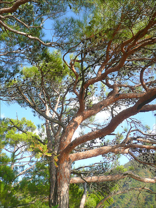 Изображение особи Pinus pityusa.