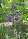 Camassia cusickii