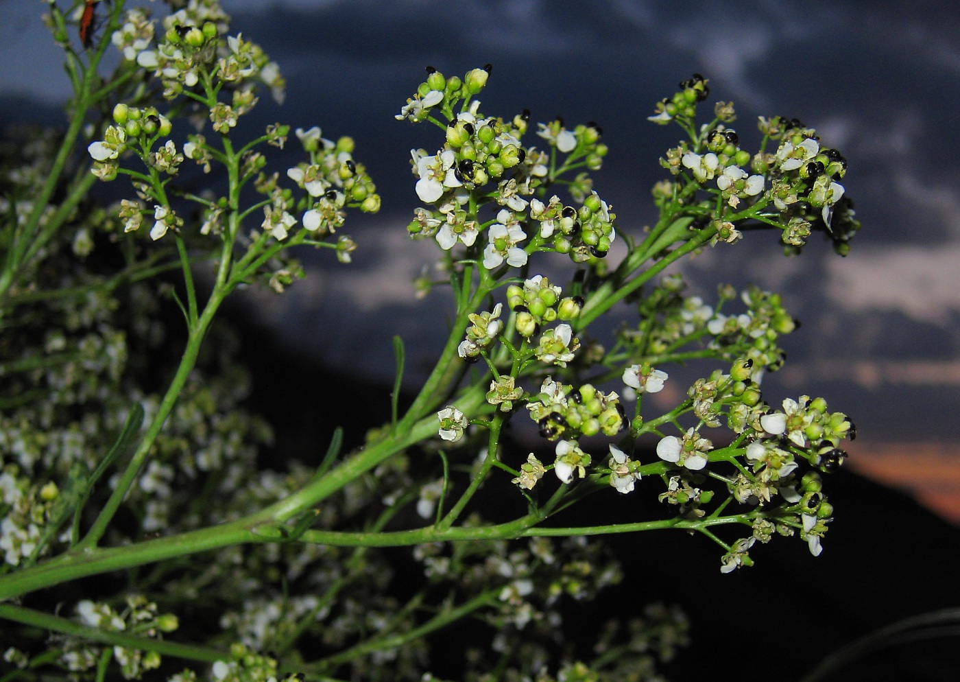 Image of Crambe tataria specimen.