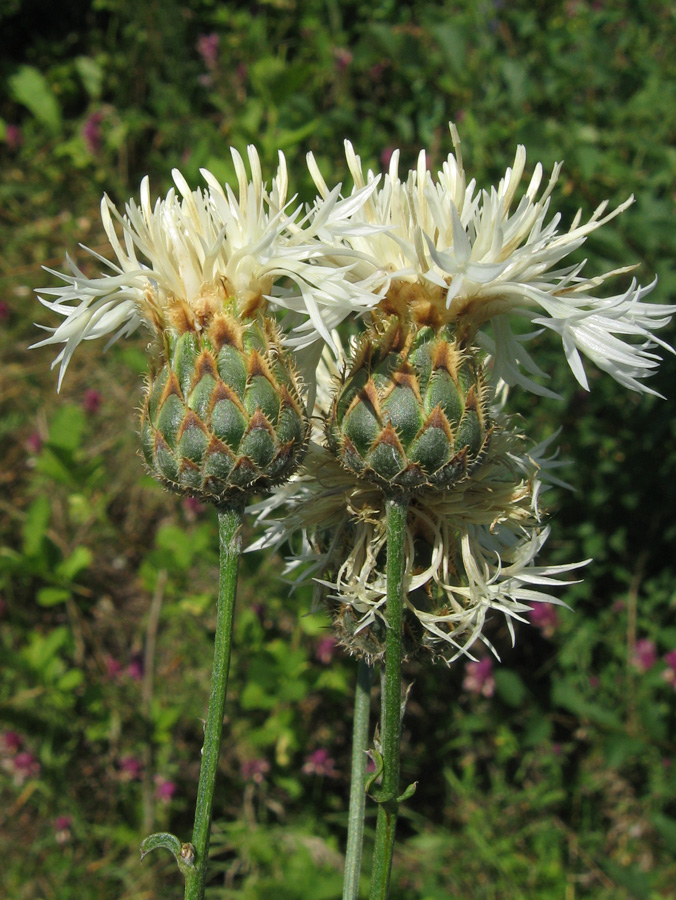 Изображение особи Centaurea rigidifolia.