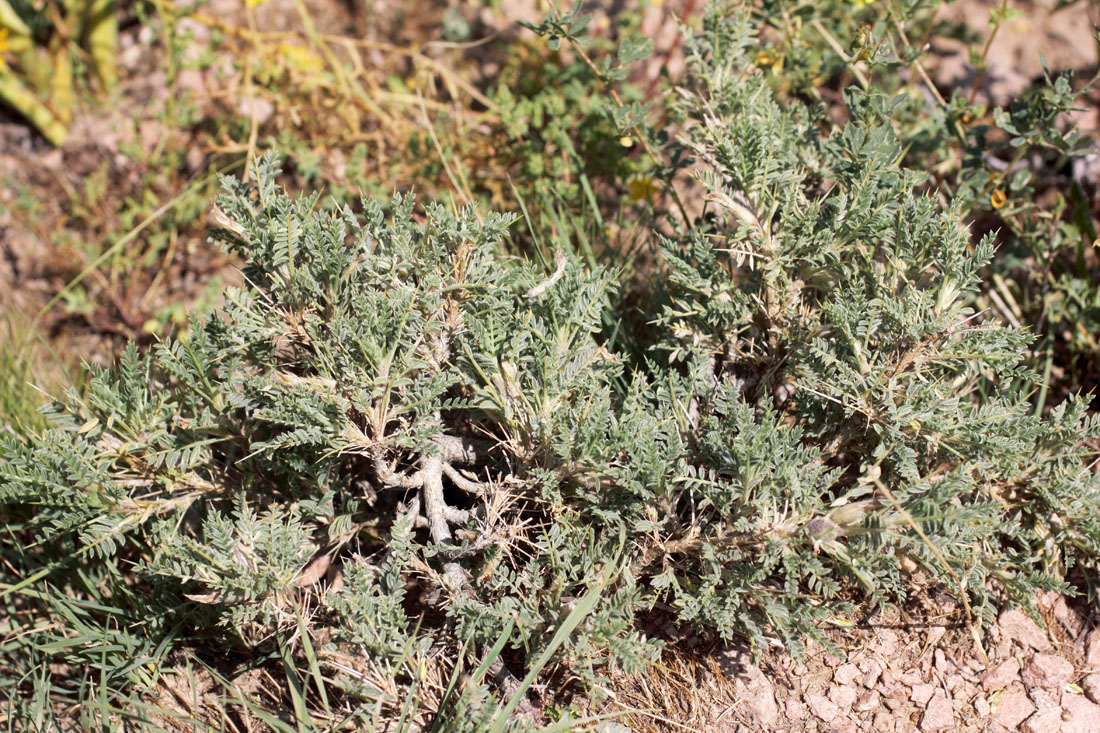 Image of Astragalus lasiosemius specimen.