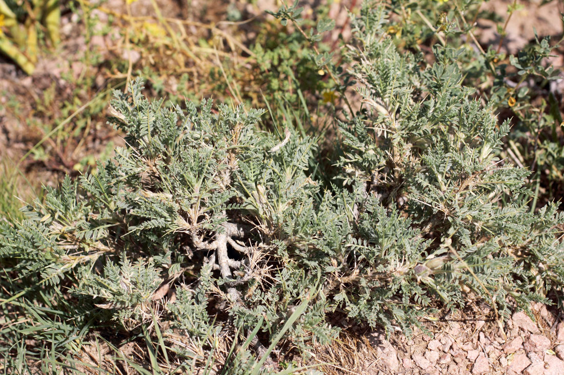 Изображение особи Astragalus lasiosemius.