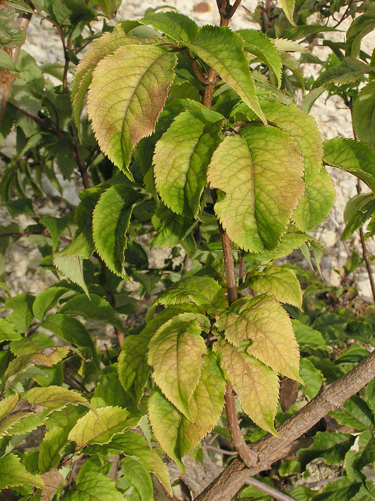 Изображение особи Sambucus racemosa.