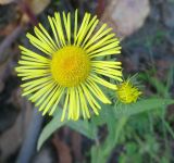 Inula britannica