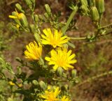 Hieracium virosum