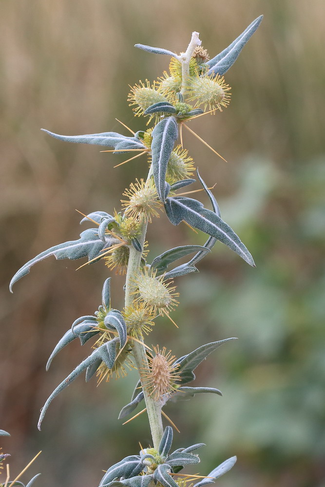 Image of Xanthium spinosum specimen.