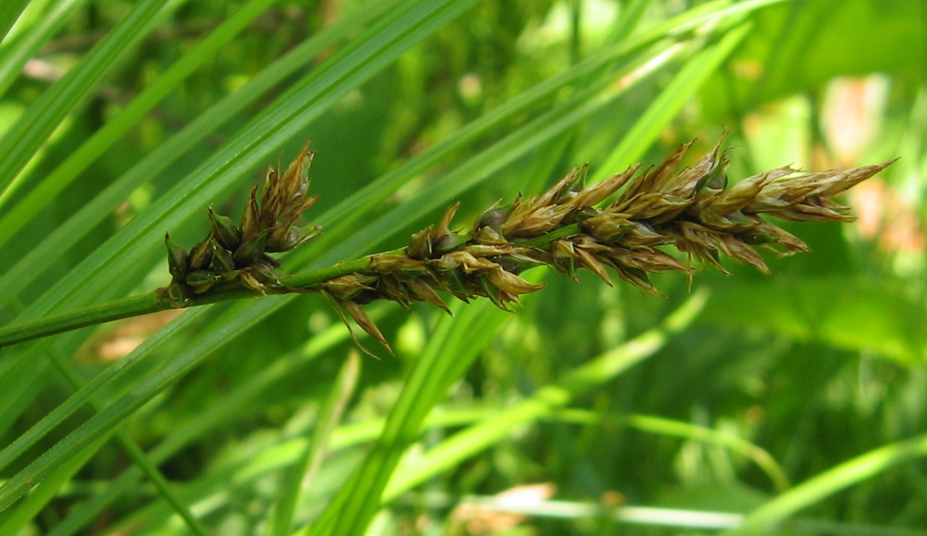 Изображение особи Carex appropinquata.