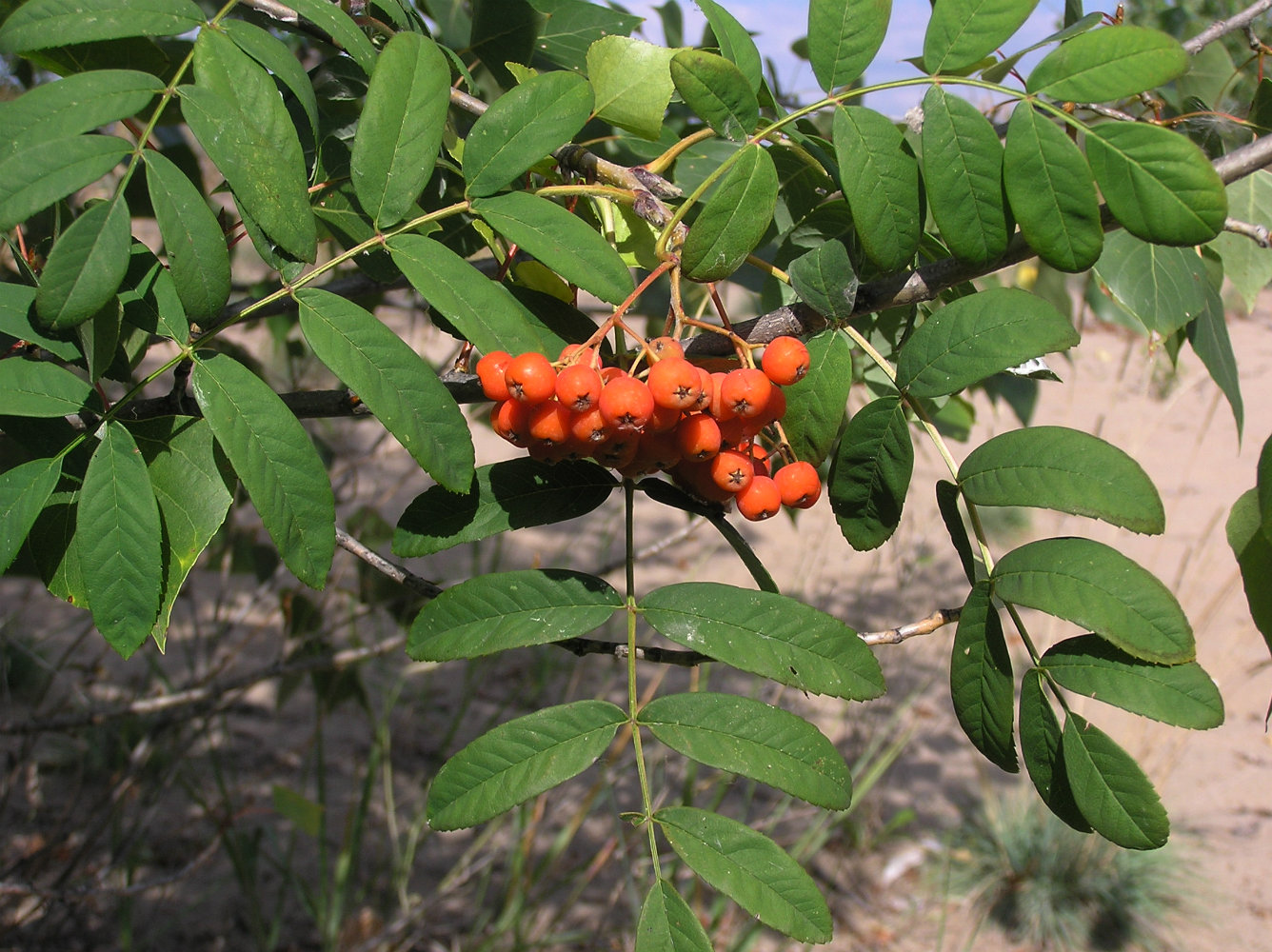 Изображение особи Sorbus aucuparia.