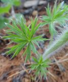 Pulsatilla multifida