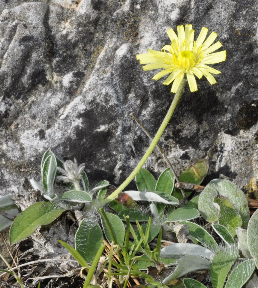 Изображение особи Pilosella pilisquama.