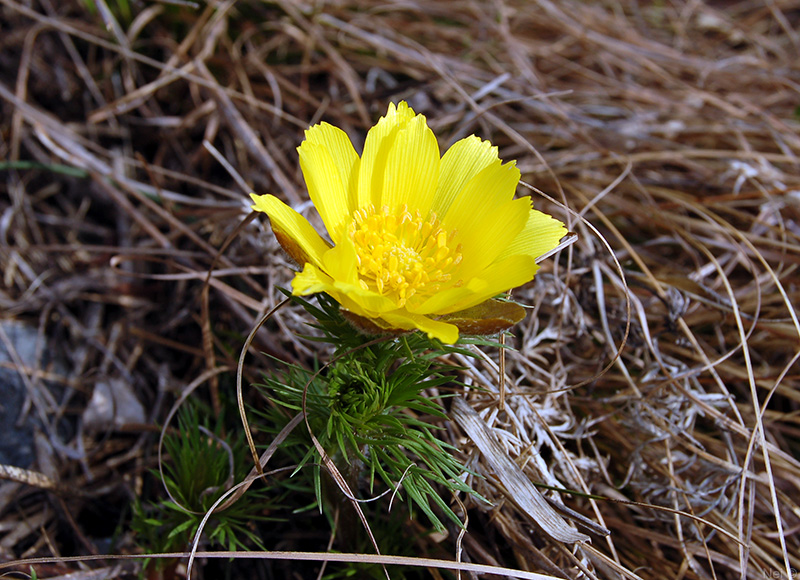 Изображение особи Adonis vernalis.