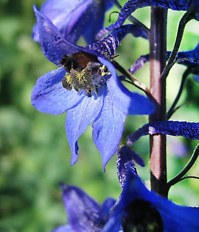 Изображение особи Delphinium elatum.