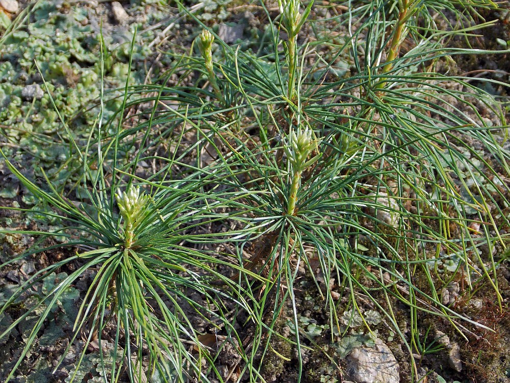 Image of Pinus wallichiana specimen.