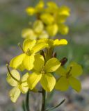 Erysimum flavum