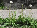 Taraxacum bachczisaraicum. Плодоносящие растения. Крым, г. Бахчисарай, обочина дороги в р-не \"Староселье\". 18.04.2016.