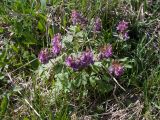 Corydalis solida. Цветущее растение. Псковская обл., г. Печоры, вершина холма восточнее монастыря, разнотравно-злаковый луг. 30.04.2016.